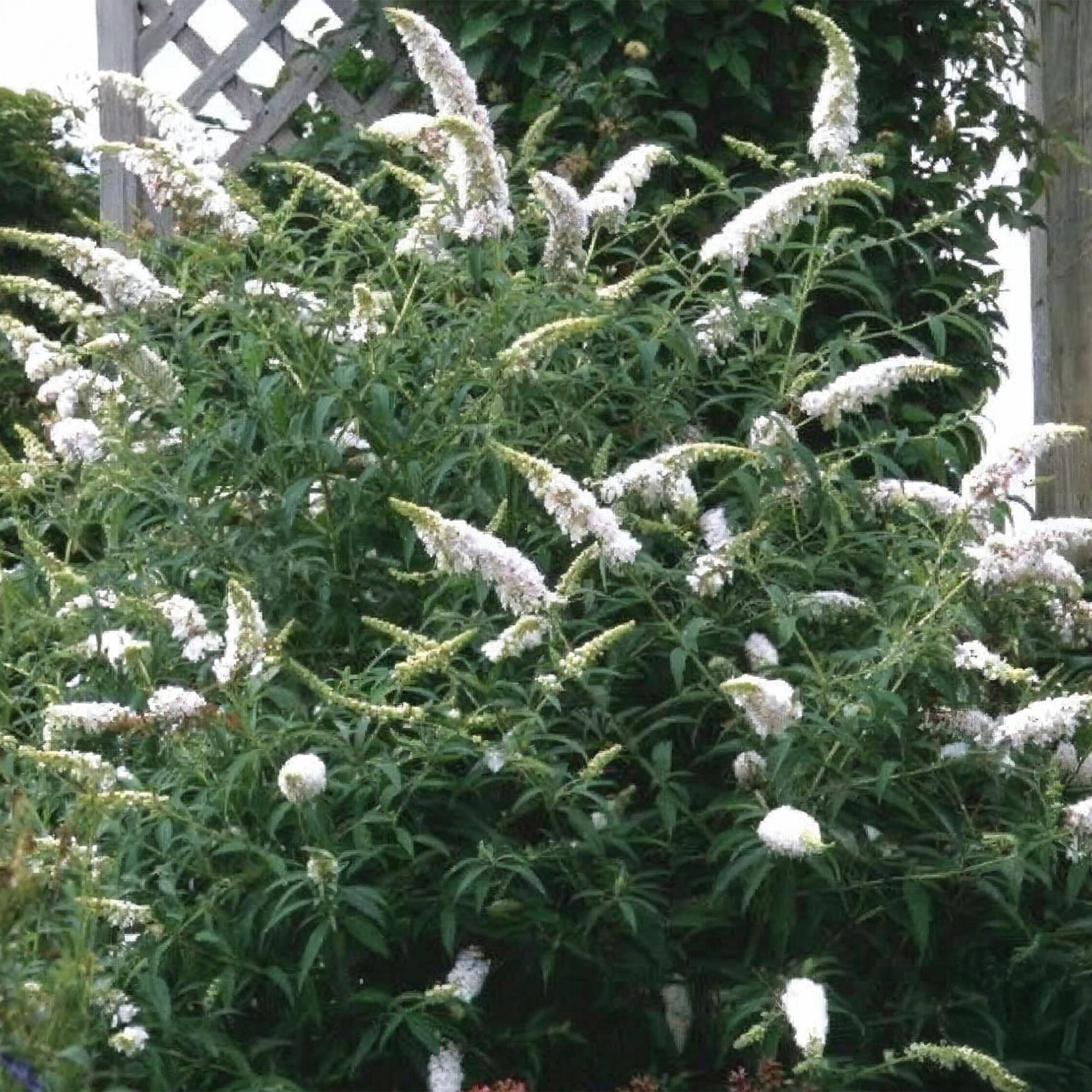 Tuinplant - Buddleja davidii White Profusion - Vlinderstruik - Winterhard - Wit - 1 Plant - Pot 17cm - Hoogte 45cm