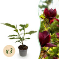 Tuinplant - Magnolia Genie - Bloem Paars - 3 Planten - Bladverliezend - Weinig Onderhoud - Pot 12cm Hoogte 30cm