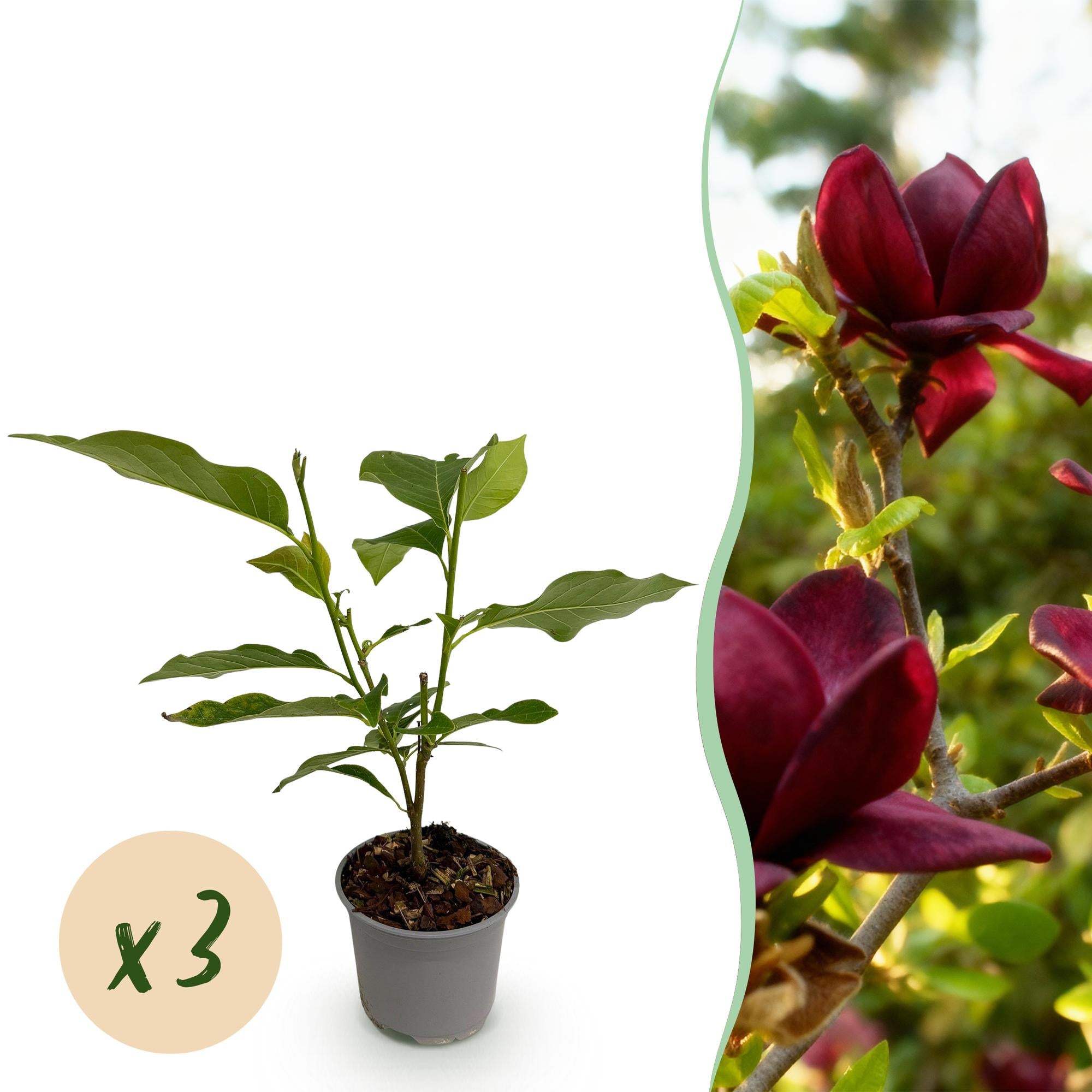 Tuinplant - Magnolia Genie - Bloem Paars - 3 Planten - Bladverliezend - Weinig Onderhoud - Pot 12cm Hoogte 30cm