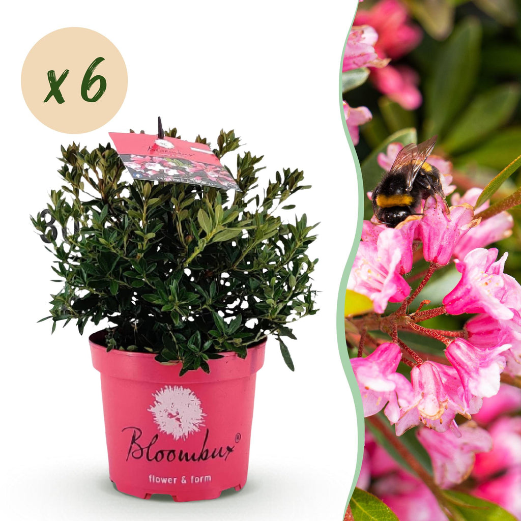 Dwerg Rhododendron - Rhododendron Bloombux Magenta - Bloeiende Buxus - Weinig Onderhoud - Roze Bloem - 6 Planten - Pot 17cm - Hoogte 30-40cm