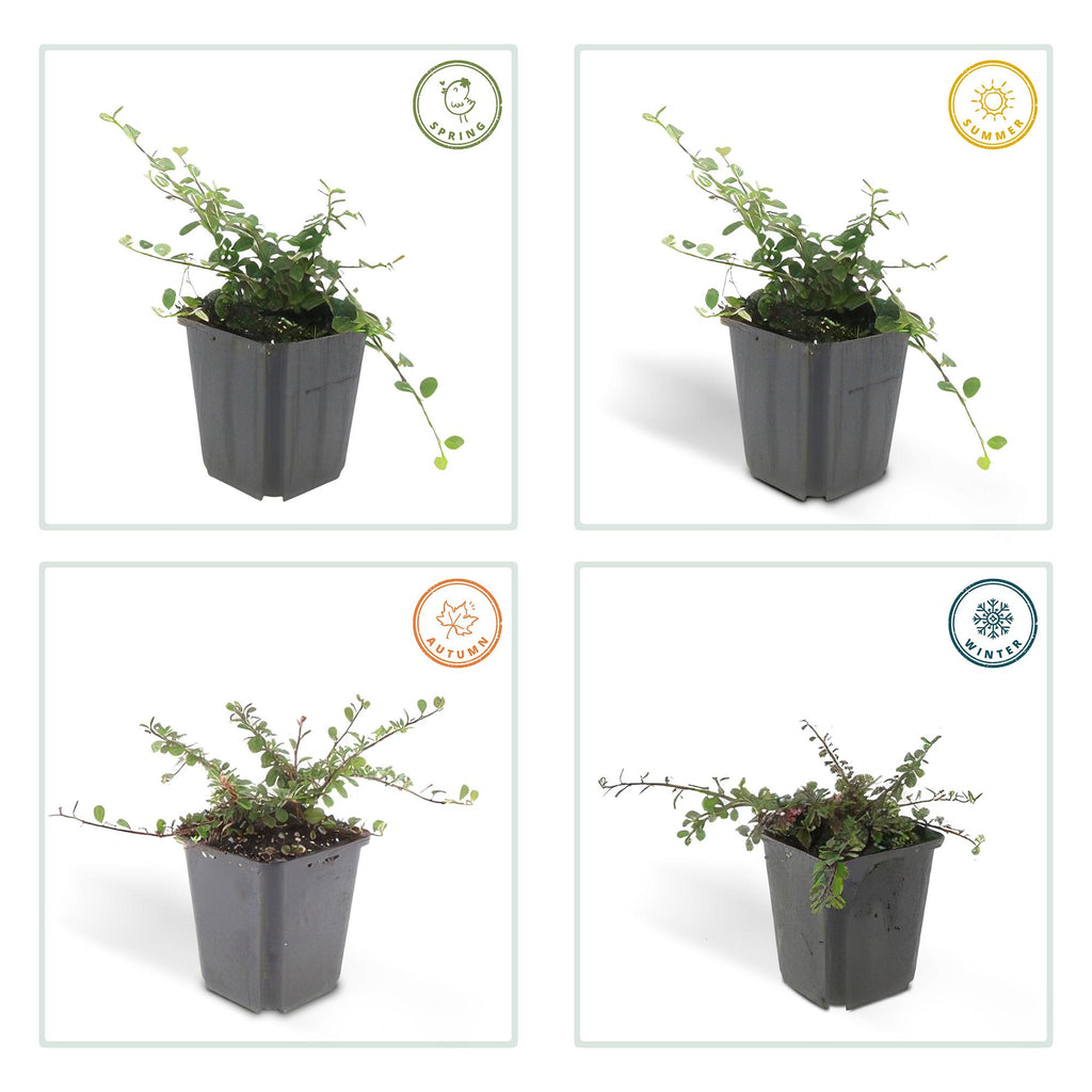 24x Cotoneaster pr. 'Streib's Findling' - ↕10-25cm - Ø9cm