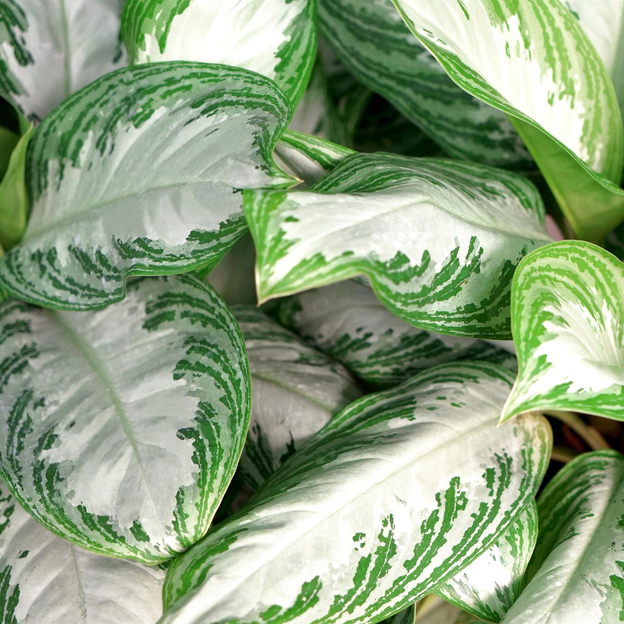 Green is... Kamerplanten - Aglaonema Silver Bay - Zilverblad - Weinig onderhoud - met mand - Groen - 1 Plant - Pot 17cm - Hoogte 70-75cm