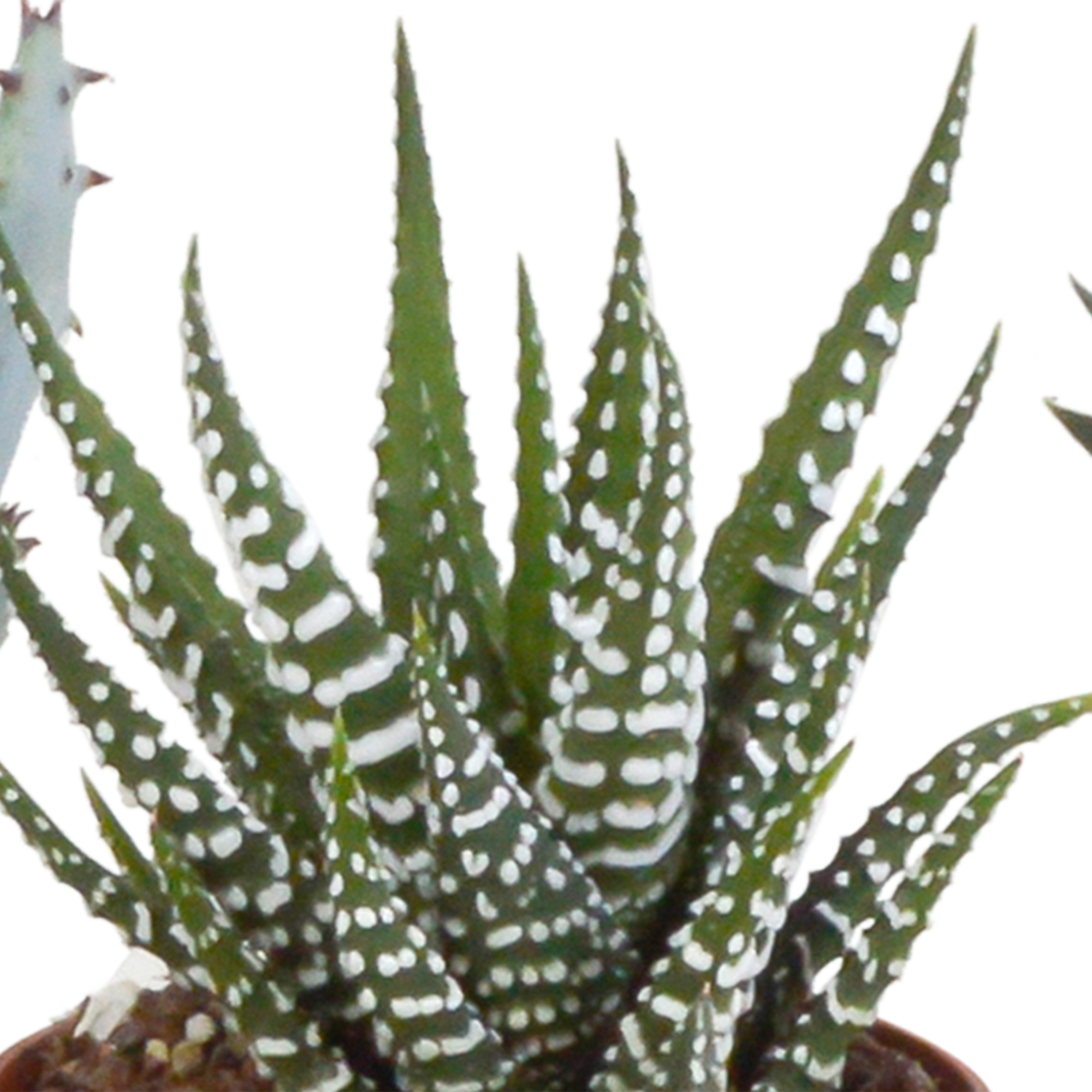 Gasteria/Haworthia mix 5,5cm - zonder pot - 5x
