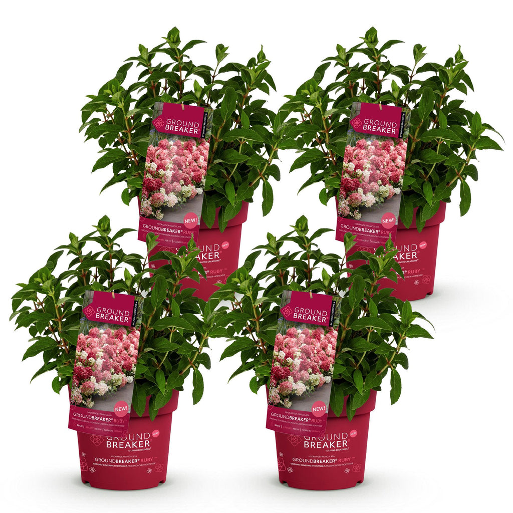Tuinplant - Hydrangea panniculata Groundbreaker Ruby - Pluimhortensia - Winterhard - Rood - 4 Planten - Pot 14cm -Hoogte 20-25cm