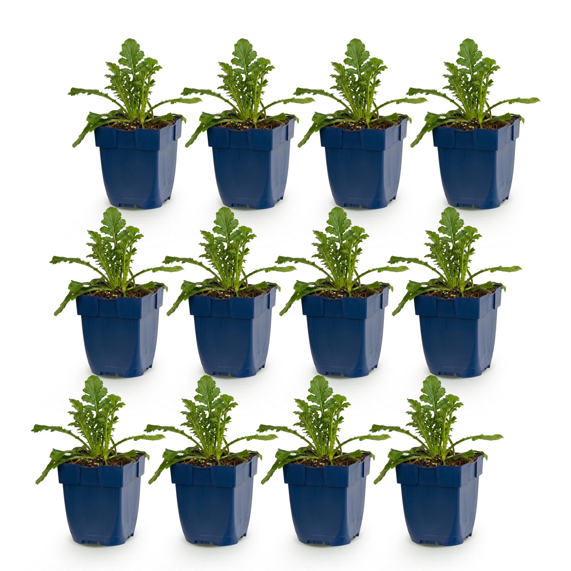 Vasteplant - Scabiosa col. Butterfly Blue - Duifkruid - Bijen en Vlinderlokkers - Paars - 12 Planten - Pot 11cm - Hoogte 15-25cm