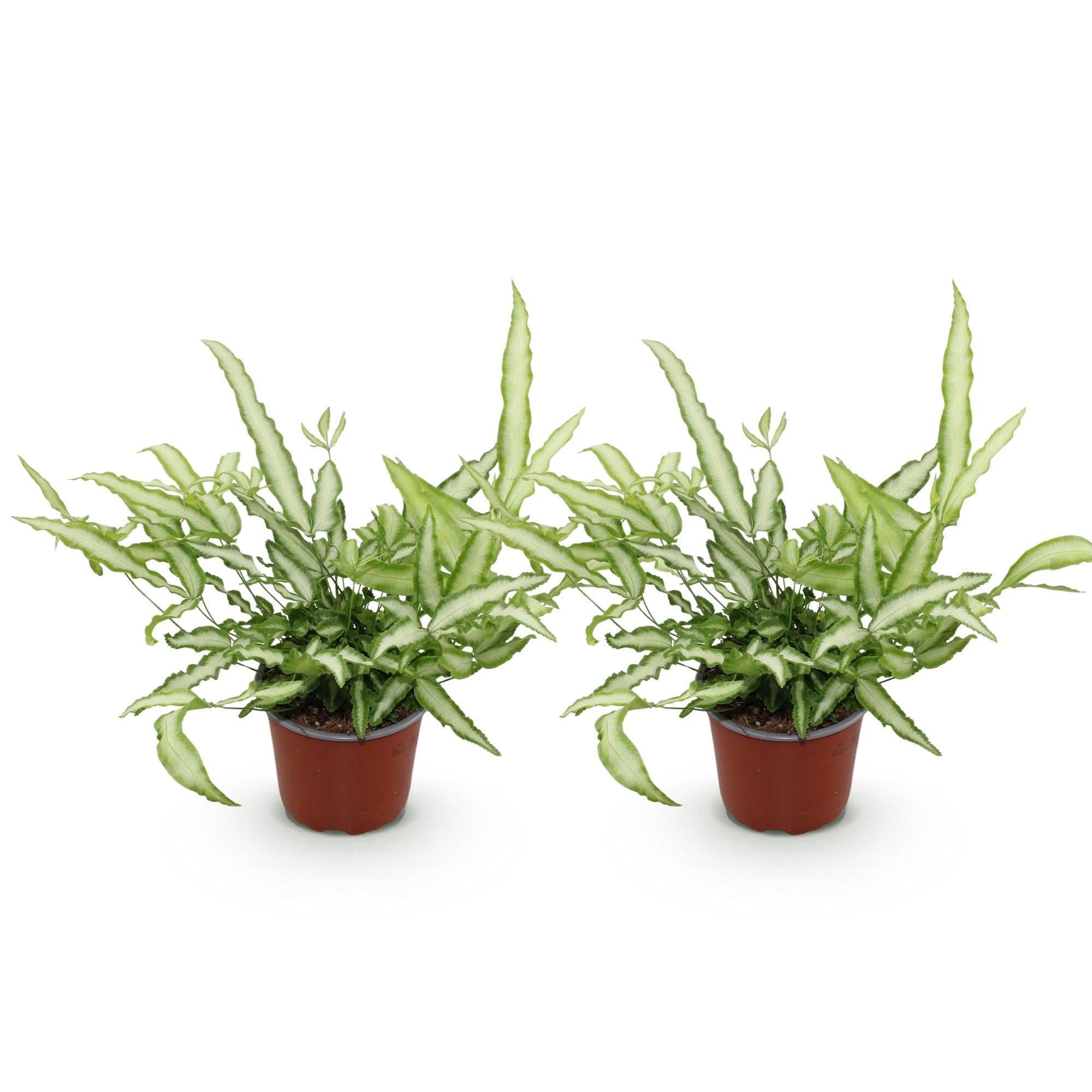 Kamerplant - Pteris cretica Albolineata - Lintvaren - Huisdiervriendelijk - Bont - 2 Planten - Pot 12cm - Hoogte 28-30cm