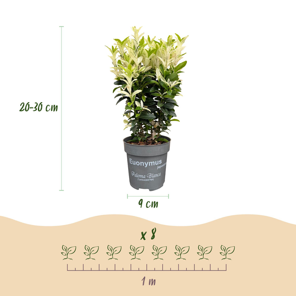 40x Euonymus japonica Paloma Blanca - Kardinaalsmuts - Haagplanten - Groenblijvend - Groen - Wit - Pot 9cm - Hoogte 20-30cm
