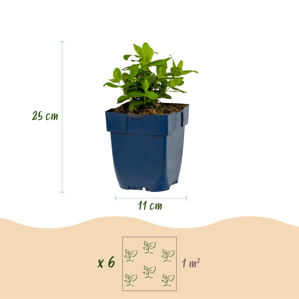 Vasteplant - Hypericum calycinum - Sint-Janskruid - Bijen- en vlinderlokkers - Geel - 24 Planten - Pot 11cm - Hoogte 15-25cm