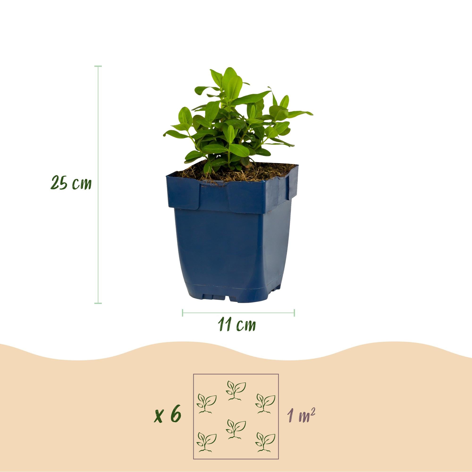 Vasteplant - Hypericum calycinum - Sint-Janskruid - Bijen- en vlinderlokkers - Geel - 24 Planten - Pot 11cm - Hoogte 15-25cm