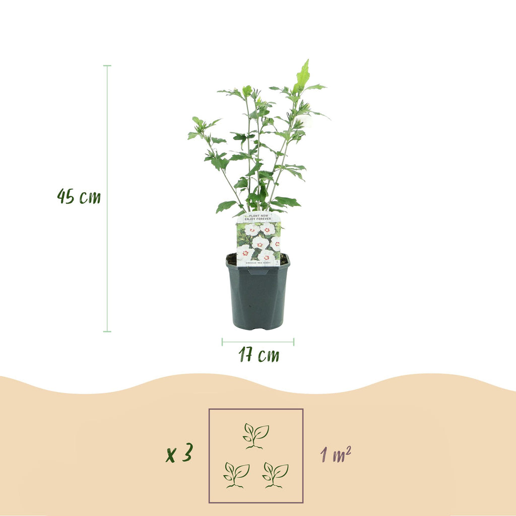 Tuinplant - Hibiscus syriacus Red Heart - Tuin Hibiscus - Winterhard - Wit - Rood - 3 Planten - Pot 17cm - Hoogte 45cm