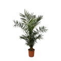 Phoenix Canariensis - 140 cm - Ø27cm