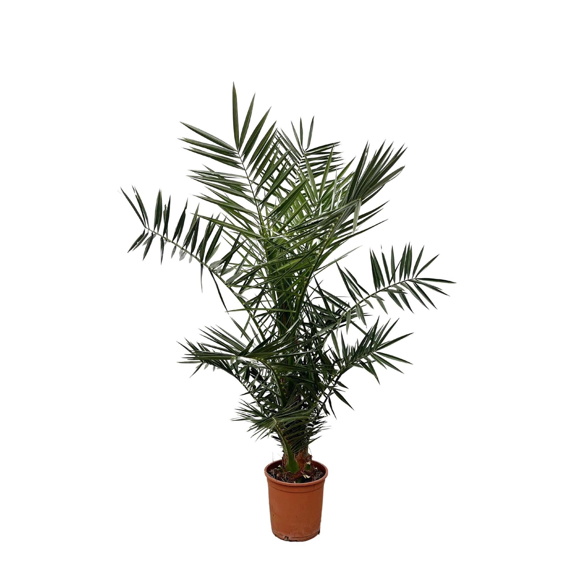 Phoenix Canariensis - 140 cm - Ø27cm