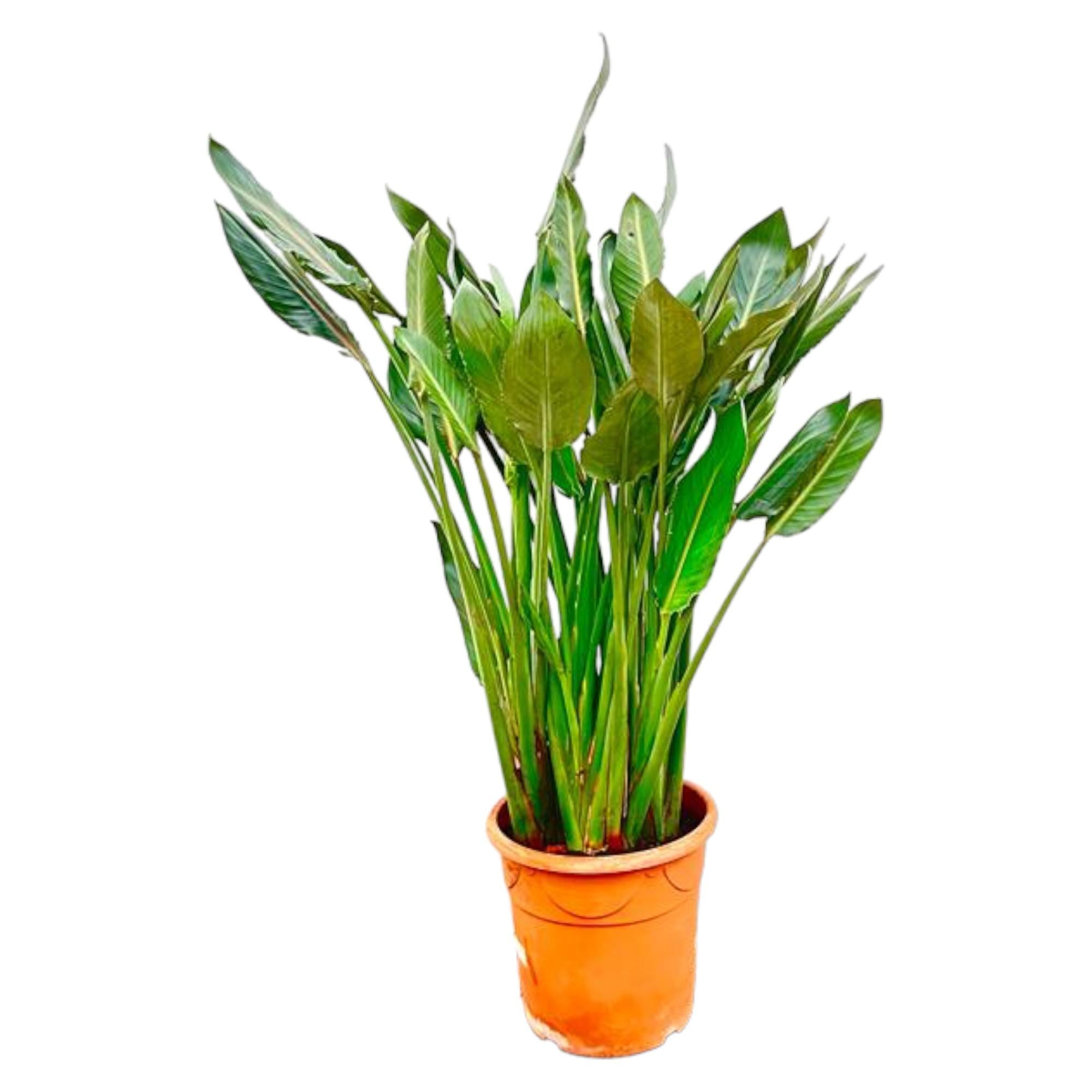 Strelitzia Reginae XL - 150cm - ⌀30