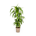 Dracaena Deremensis Hawaiian Sunshine Ø21cm - ↕90 - 110cm