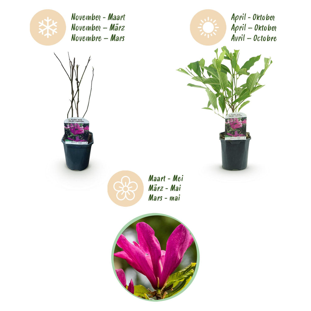 Heesters -  Magnolia Susan  - Bloemen Donker Roze - 1 plant - bladverliezend - weinig onderhoud - pot 17cm hoogte 45cm