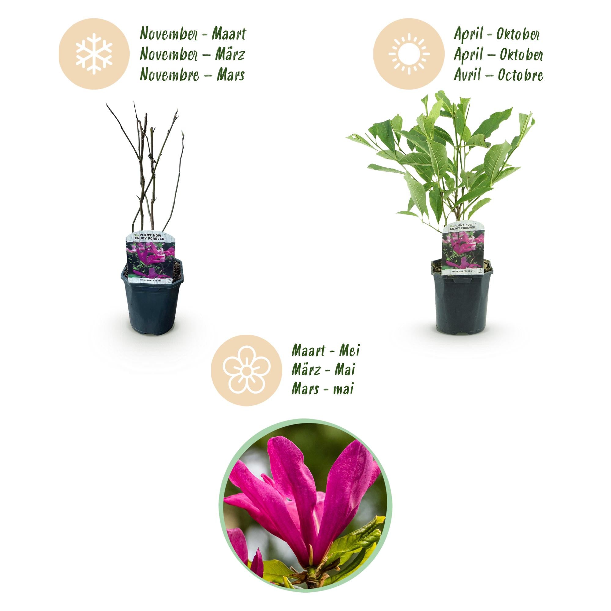 Heesters -  Magnolia Susan  - Bloemen Donker Roze - 1 plant - bladverliezend - weinig onderhoud - pot 17cm hoogte 45cm