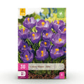 Bloembollen - Crocus Blue - Kleur Blauw - 30 stuks - Bolmaat 7/8 - XXL Pack