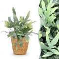 Kamerplant - Phlebodium aureum Blue Star - Blauwe Varen - Huisdiervriendelijke Plant - Blauw - 1 Plant - met Mand - Pot 12cm - Hoogte 25cm