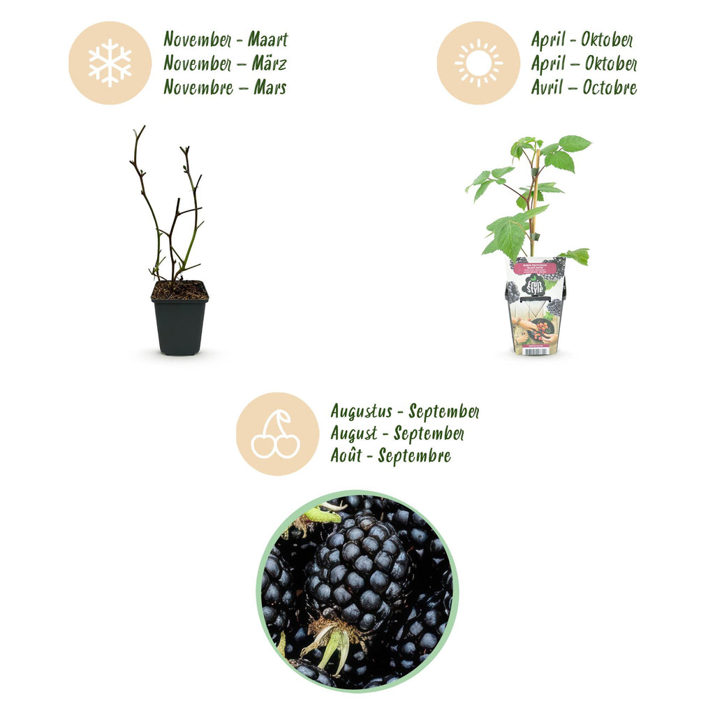 Fruitplanten - Braam - Rubus Black Satin - Winterhard - 3 Planten - Pot 9 cm - Zwarte Braam