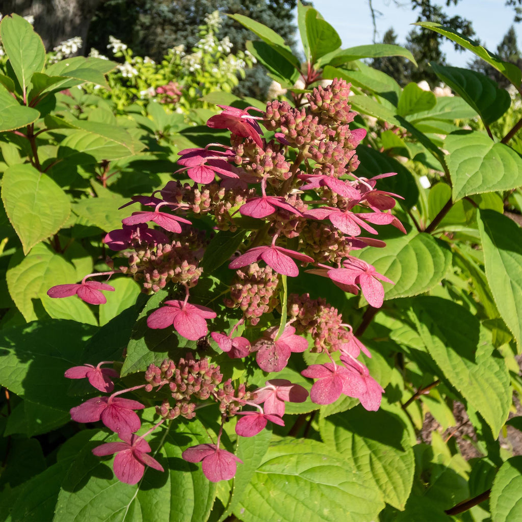 Pluim Hortensia - Hydrangea panniculata Wims Red - Bloem Wit Rood  - 3 Planten - 1 m2 - Bladverliezend - Grote Bloemen - Pot 17cm Hoogte 50cm