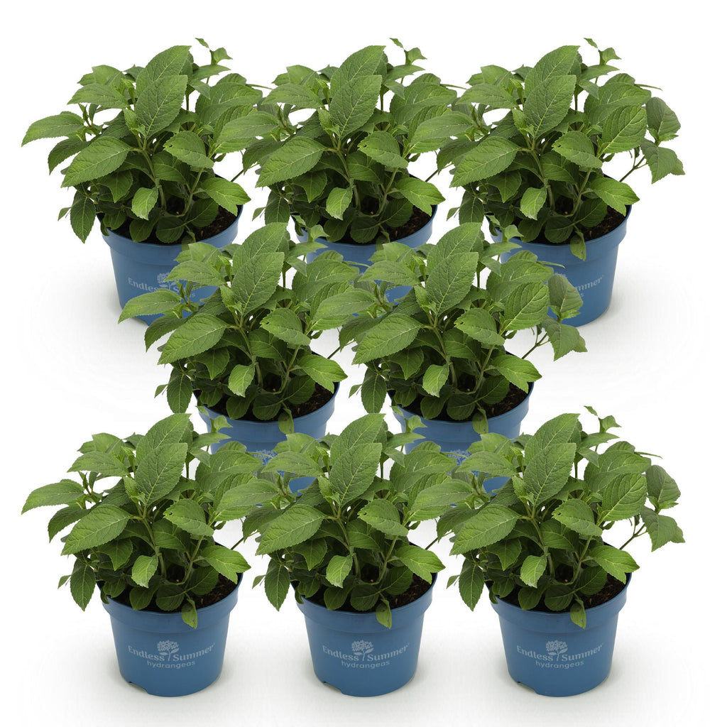 Tuinplant - Hydrangea Endles Summer Summer Love Red - Hortensia - Winterhard - Rood - 8 Planten - Pot 14cm - Hoogte 20-25cm