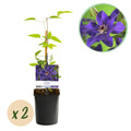 Klimplant - Clematis The President - Bloem Roze - Weinig onderhoud -2 planten -  Pot 11cm Hoogte 40cm