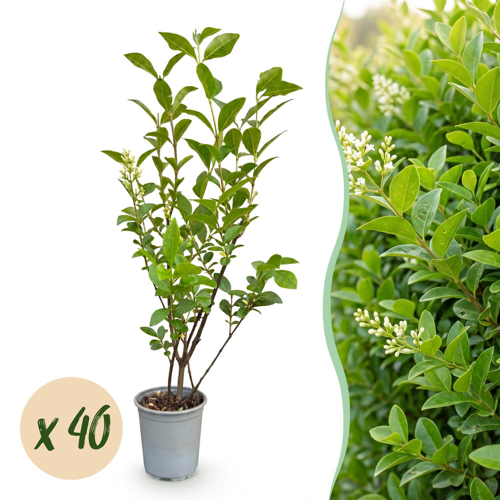 40x Ligustrum ovalifolium - Gewone Liguster - Haagplanten - Groenblijvend - Groen - Pot 9cm - Hoogte 35-45cm