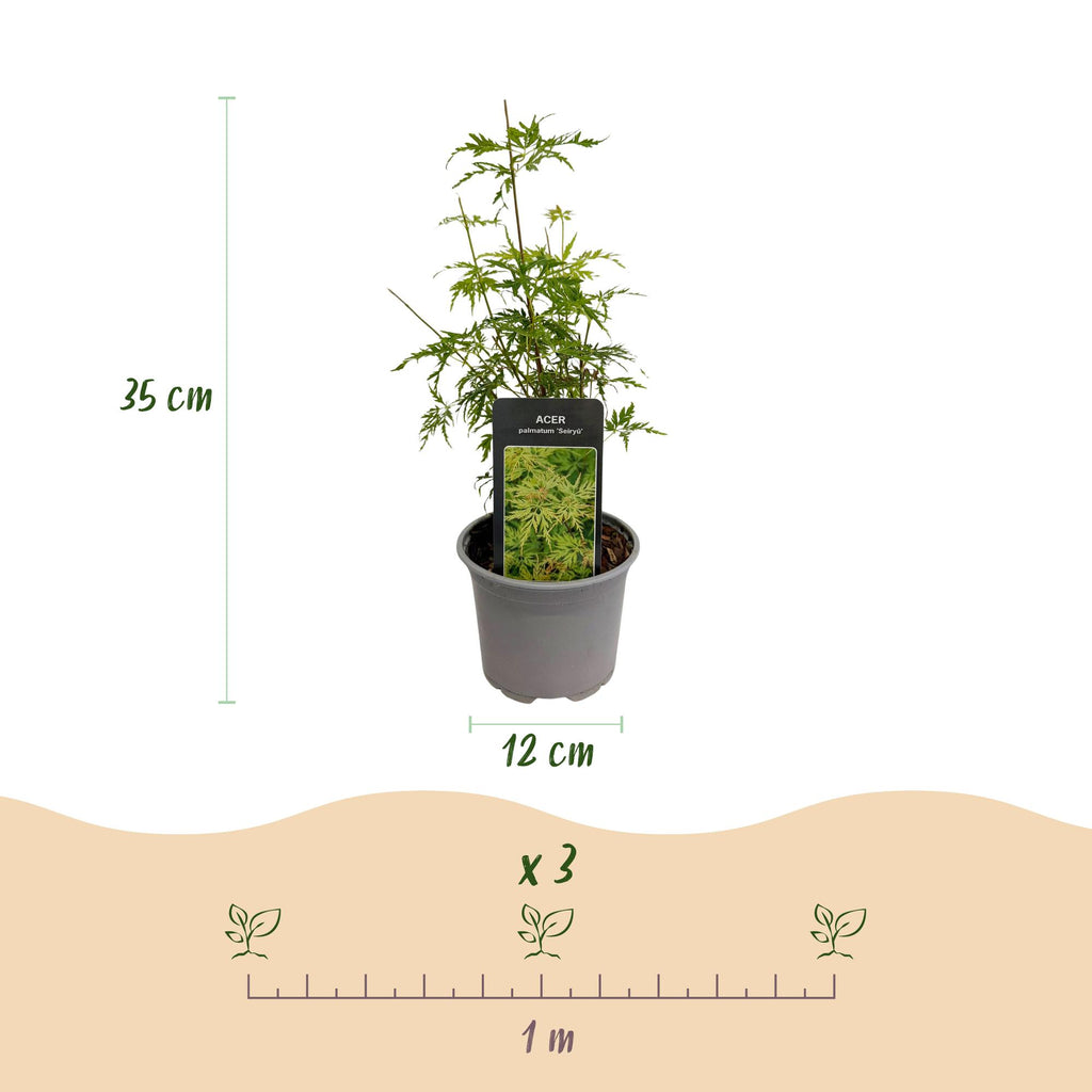 Tuinplant - Acer palmatum Seiryu - Groen 1 Plant - Bladverliezend - Weinig Onderhoud  - Pot 12cm Hoogte 35cm