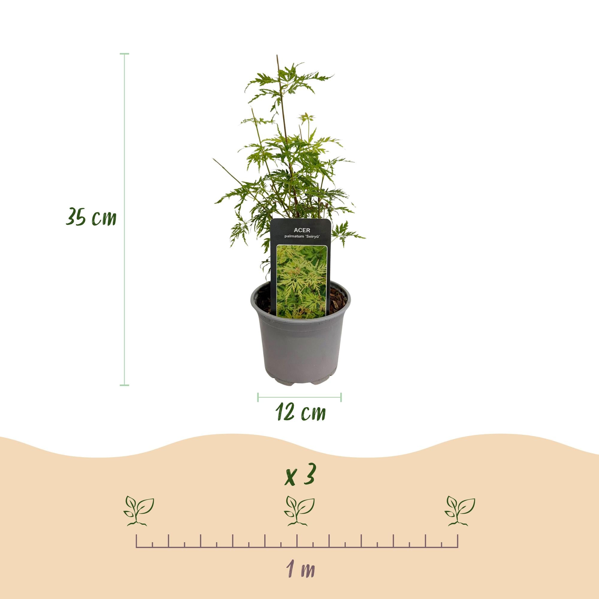 Tuinplant - Acer palmatum Seiryu - Groen 1 Plant - Bladverliezend - Weinig Onderhoud  - Pot 12cm Hoogte 35cm