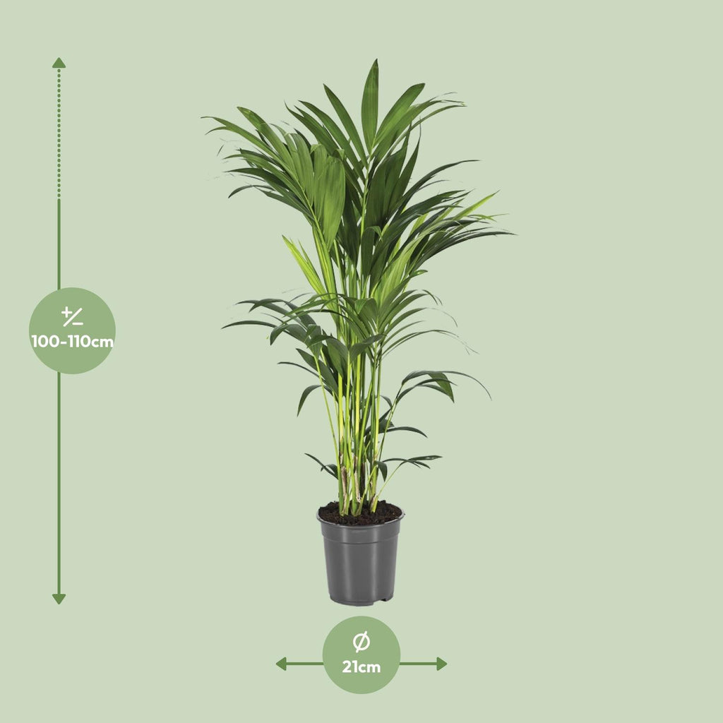 Howea Forsteriana - Ø21cm - ↕80-90cm