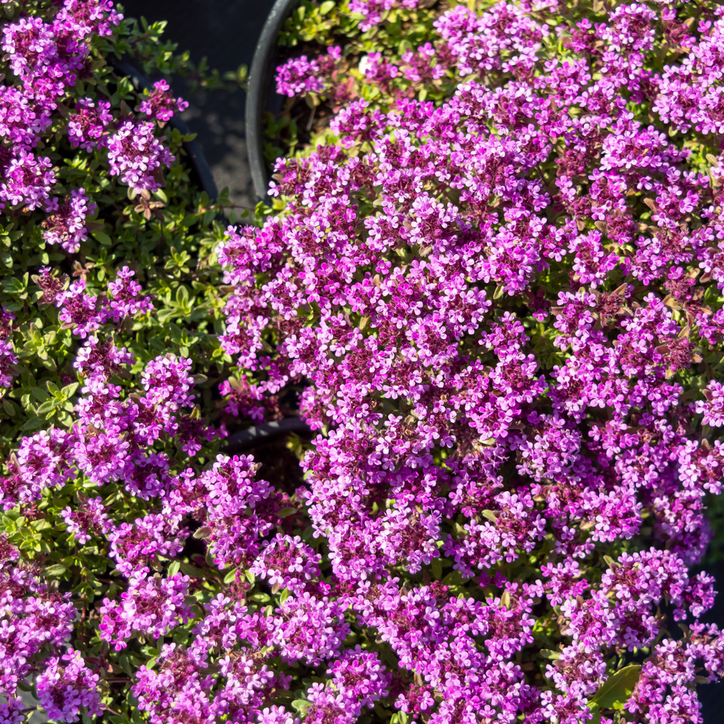 48x Thymus praecox 'Coccineus' - ↕10-25cm - Ø9cm