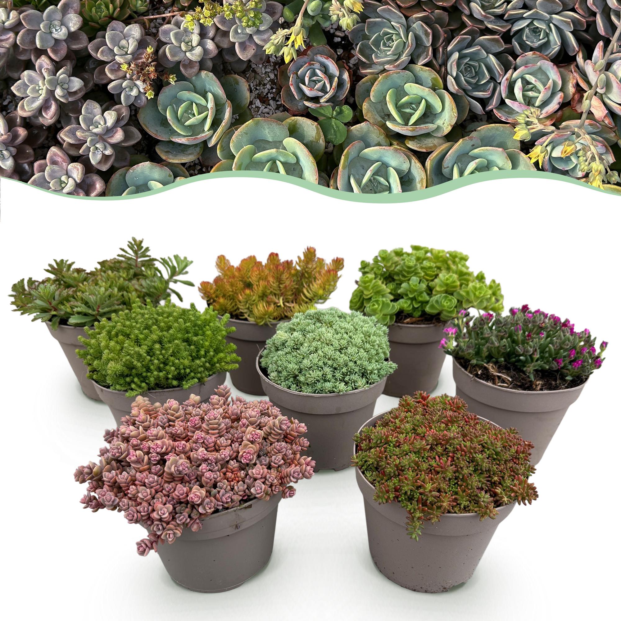 Bodembedekker - Winterhard - Alpine Mix - 8 Planten - Diversen Kleuren  - Weinig Onderhoud - Pot 14 Hoogte 17