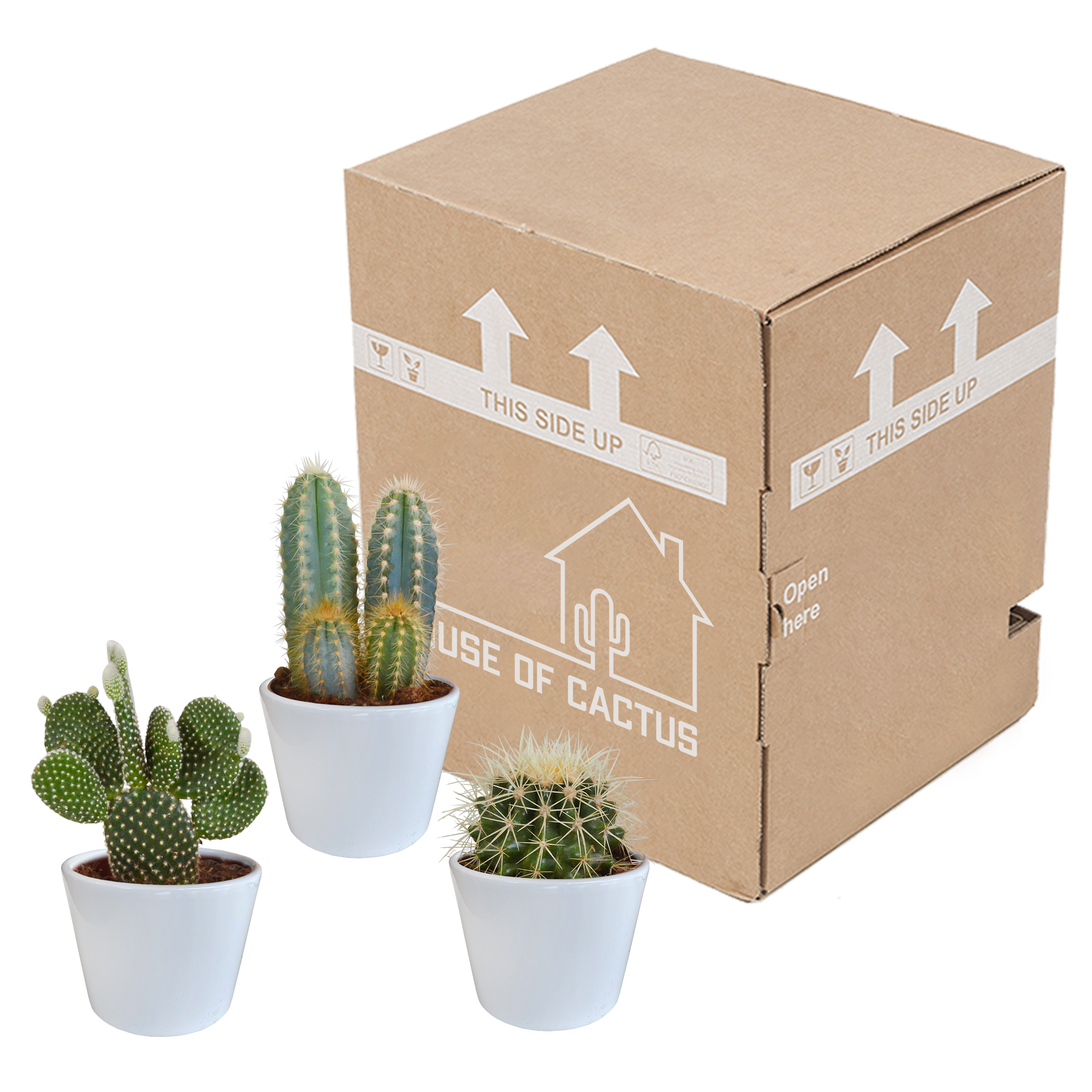 Cactus mix 10.5 cm - 3x - in witte pot