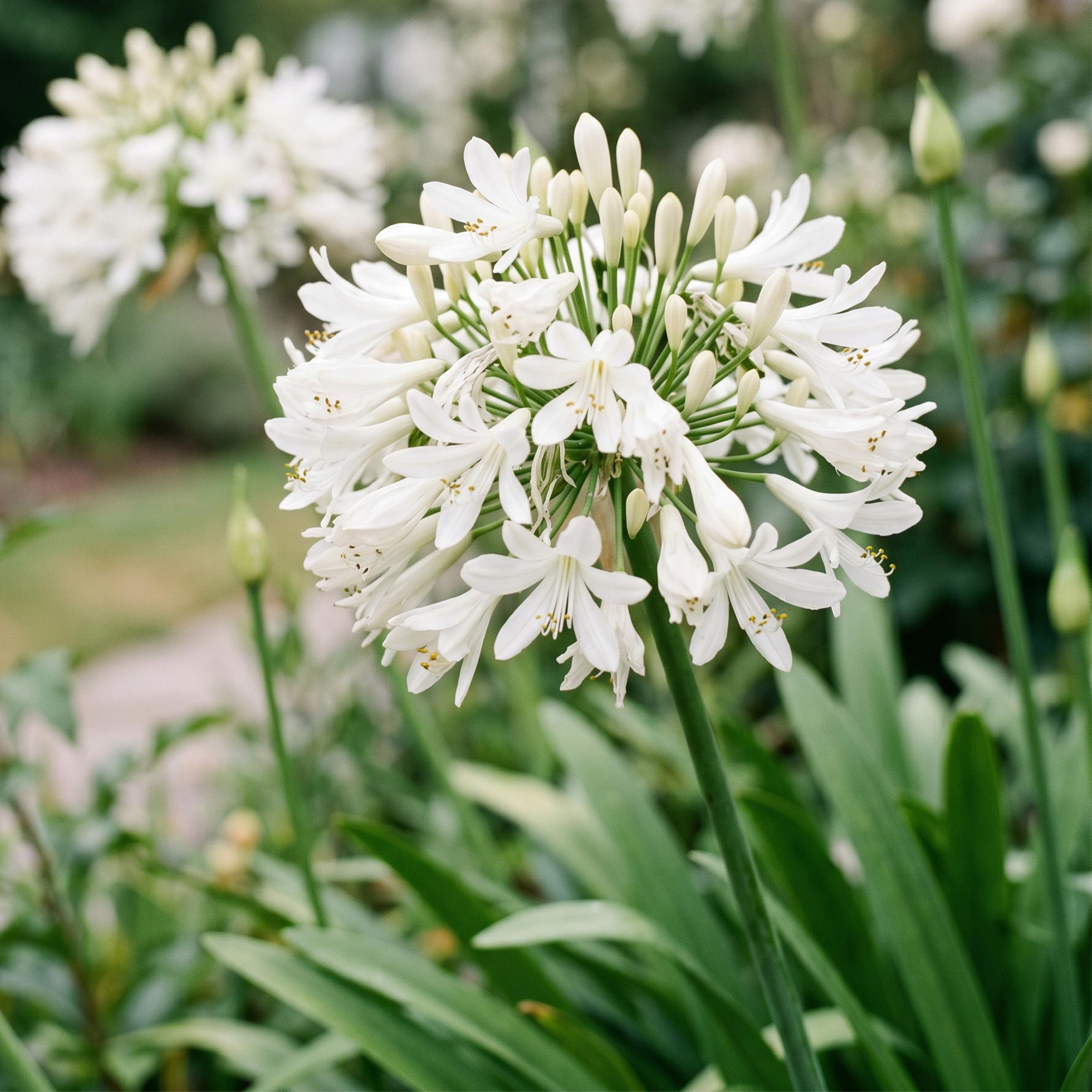 Vasteplant - Agapanthus africanus Albus - Afrikaanse Lelie - Bijen en Vlinderlokkers - Wit - 1 Plant - Pot 11cm - Hoogte 15-25cm