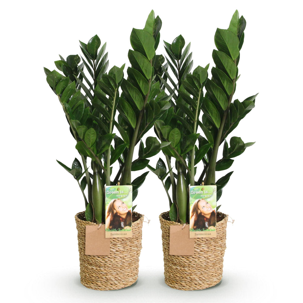 Green is... Kamerplanten - Zamioculcas - ZZ-plant - Weinig onderhoud - met mand - Groen - 2 Planten - Pot 17cm - Hoogte 65-75cm