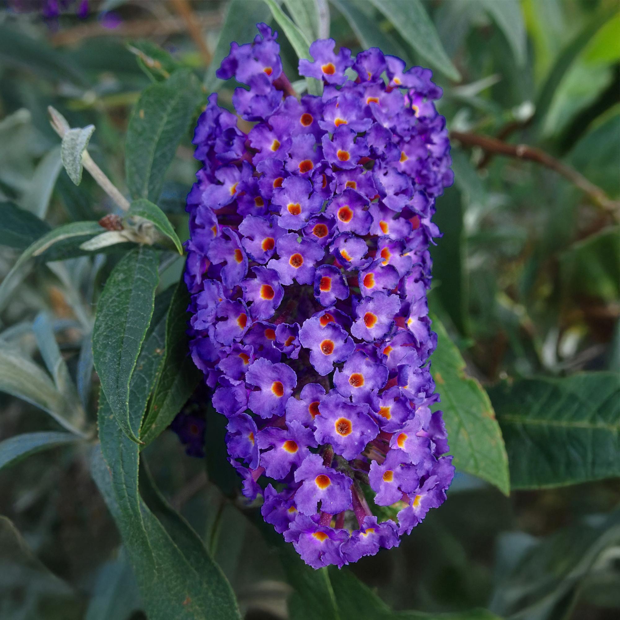 Tuinplant - Buddleja davidii Empire Blue - Vlinderstruik - Winterhard - Blauw - 3 Planten - Pot 17cm - Hoogte 45cm