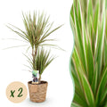 Green is... Kamerplanten - Dracaena Sunray - Drakenbloedboom - Weinig onderhoud - met mand - Groen - 2 Planten - Pot 17cm - Hoogte 70-75cm