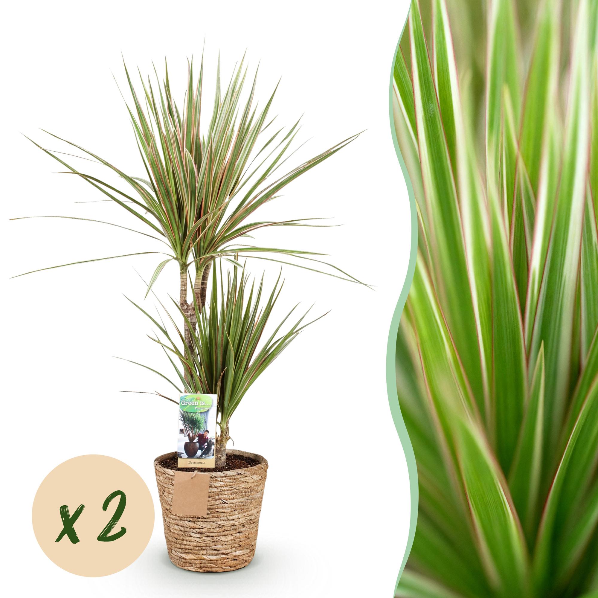 Green is... Kamerplanten - Dracaena Sunray - Drakenbloedboom - Weinig onderhoud - met mand - Groen - 2 Planten - Pot 17cm - Hoogte 70-75cm