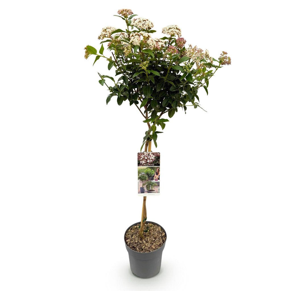 Plant op Stam - Viburnum tinus - Terras Plant - Bladhoudend - Winterhard - Wit-Roze Bloem - Pot 19cm Hoogte 90cm