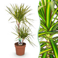 Green is... Kamerplanten - Dracaena Sunray - Drakenbloedboom - Weinig onderhoud - Groen - 1 Plant - Pot 21cm - Hoogte 90-100cm