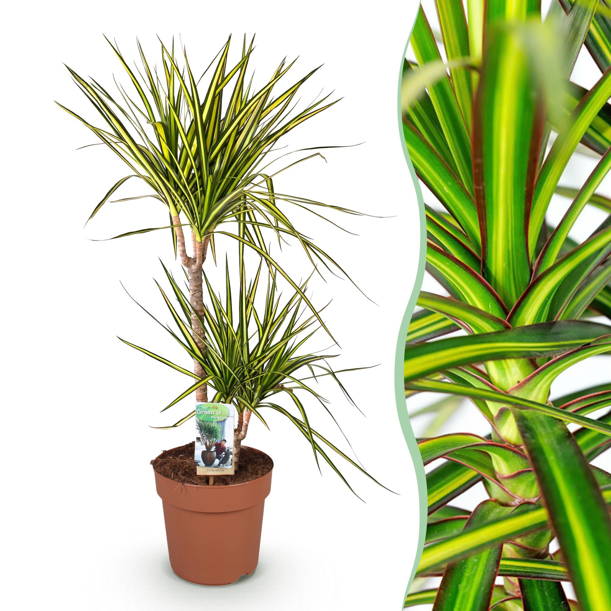 Green is... Kamerplanten - Dracaena Sunray - Drakenbloedboom - Weinig onderhoud - Groen - 1 Plant - Pot 21cm - Hoogte 90-100cm