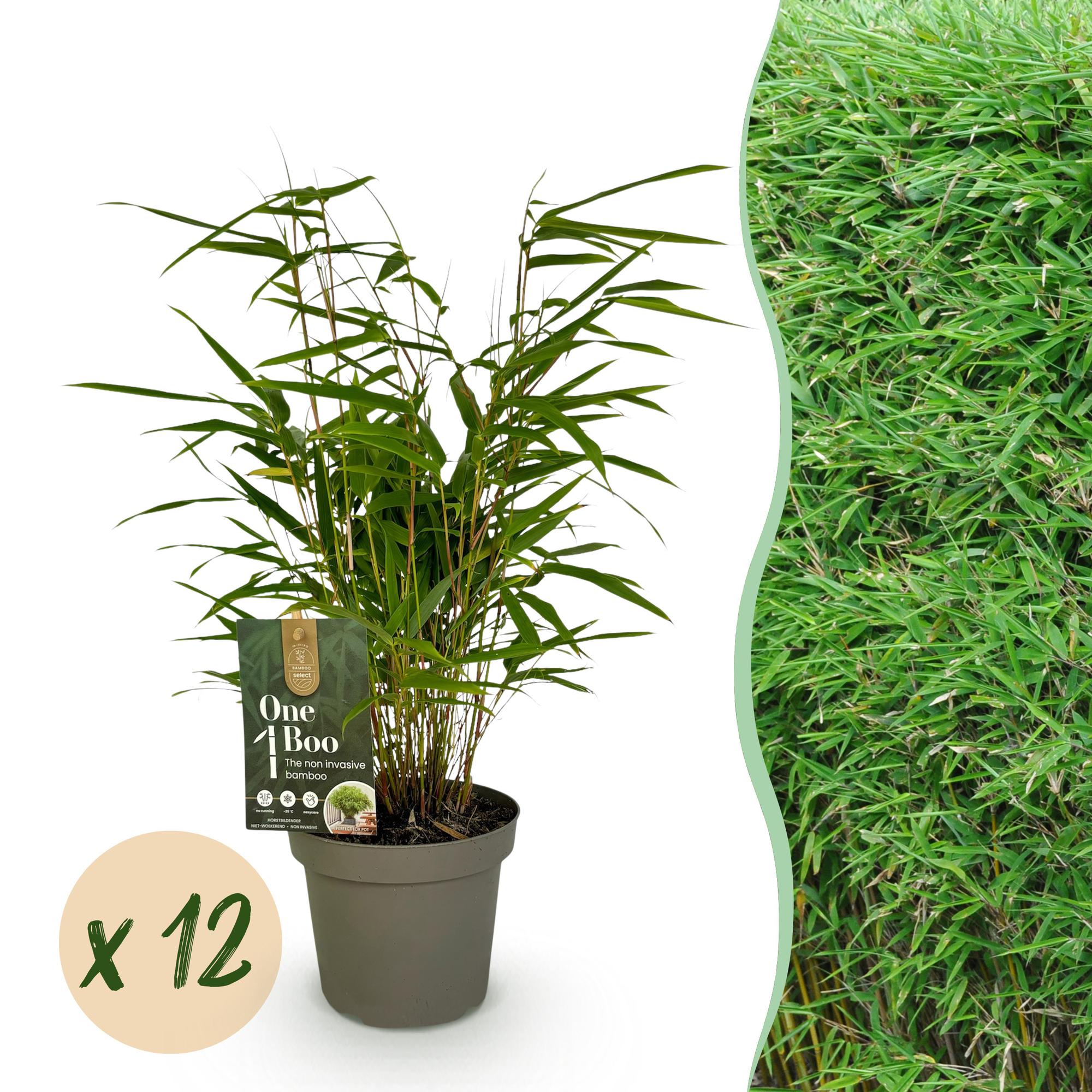 Bamboe - Fargesia Rufa - Bladhoudend - Niet Woekerend - Groen - 12 Planten - Pot 14cm - Hoogte 35cm