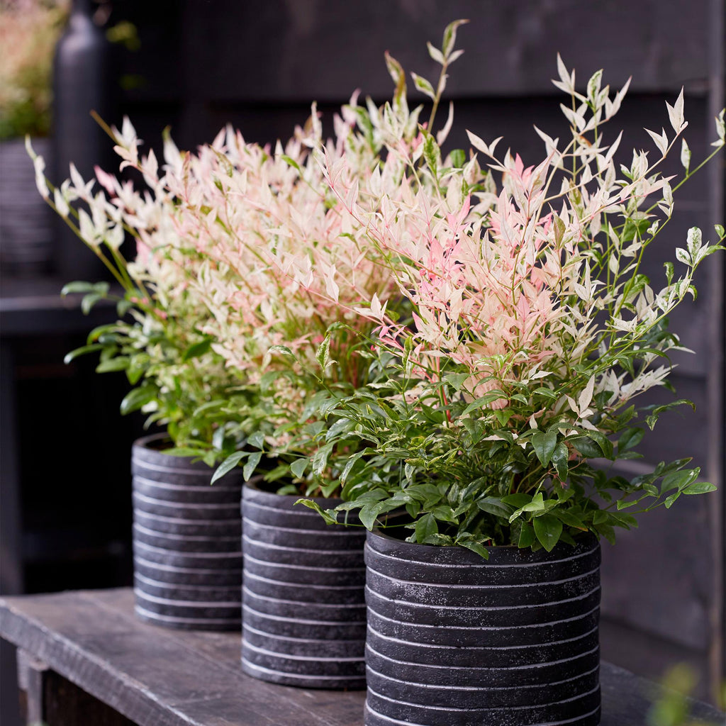 Tuinplant - Nandina Twilight - Bont & Roze - 2 Planten - Groenblijvend - Weinig Onderhoud - Pot 17cm Hoogte 45cm
