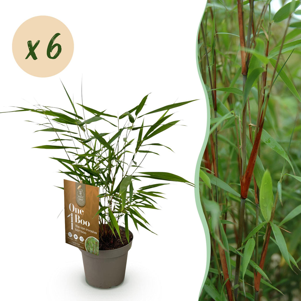 Bamboe - Fargesia Asian Wonder - Bladhoudend - Niet Woekerend - Groen - 6 Planten - Pot 14cm - Hoogte 35cm