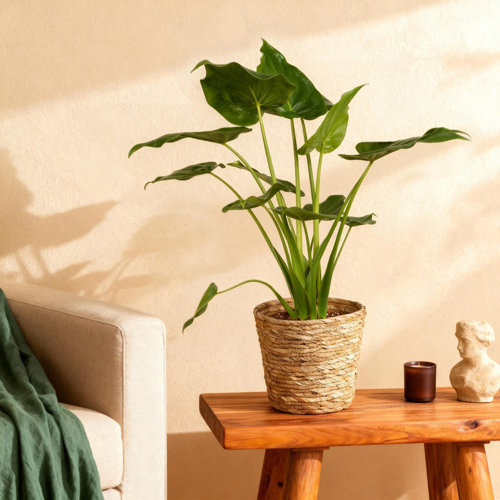 Green is... Kamerplanten - Alocasia Cucullata - Boeddha,s hand - Weinig onderhoud - Groen - 1 Plant - Pot 21cm - Hoogte 65-70cm