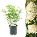 Pluim Hortensia - Hydrangea panniculata Limelight - Bloem Creme Wit  - 1 Plant - Bladverliezend - Grote Bloemen - Pot 17cm Hoogte 50cm