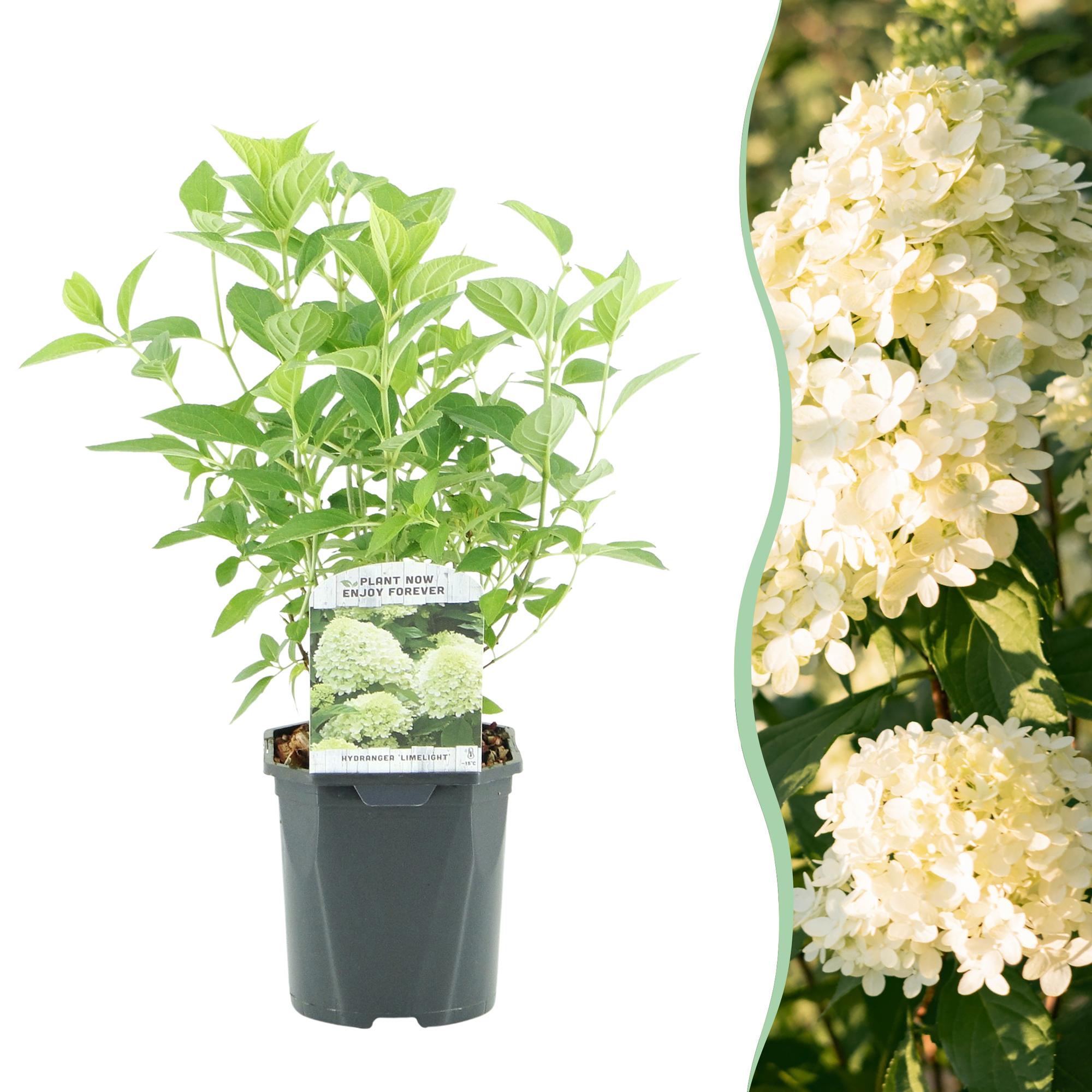Pluim Hortensia - Hydrangea panniculata Limelight - Bloem Creme Wit  - 1 Plant - Bladverliezend - Grote Bloemen - Pot 17cm Hoogte 50cm
