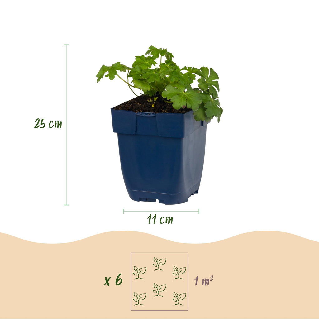 Vasteplant - Geranium macr. Czakor - Ooievaarsbek - Bodembedekkend - Paars-Roze - 1 Plant - Pot 11cm - Hoogte 15-25cm