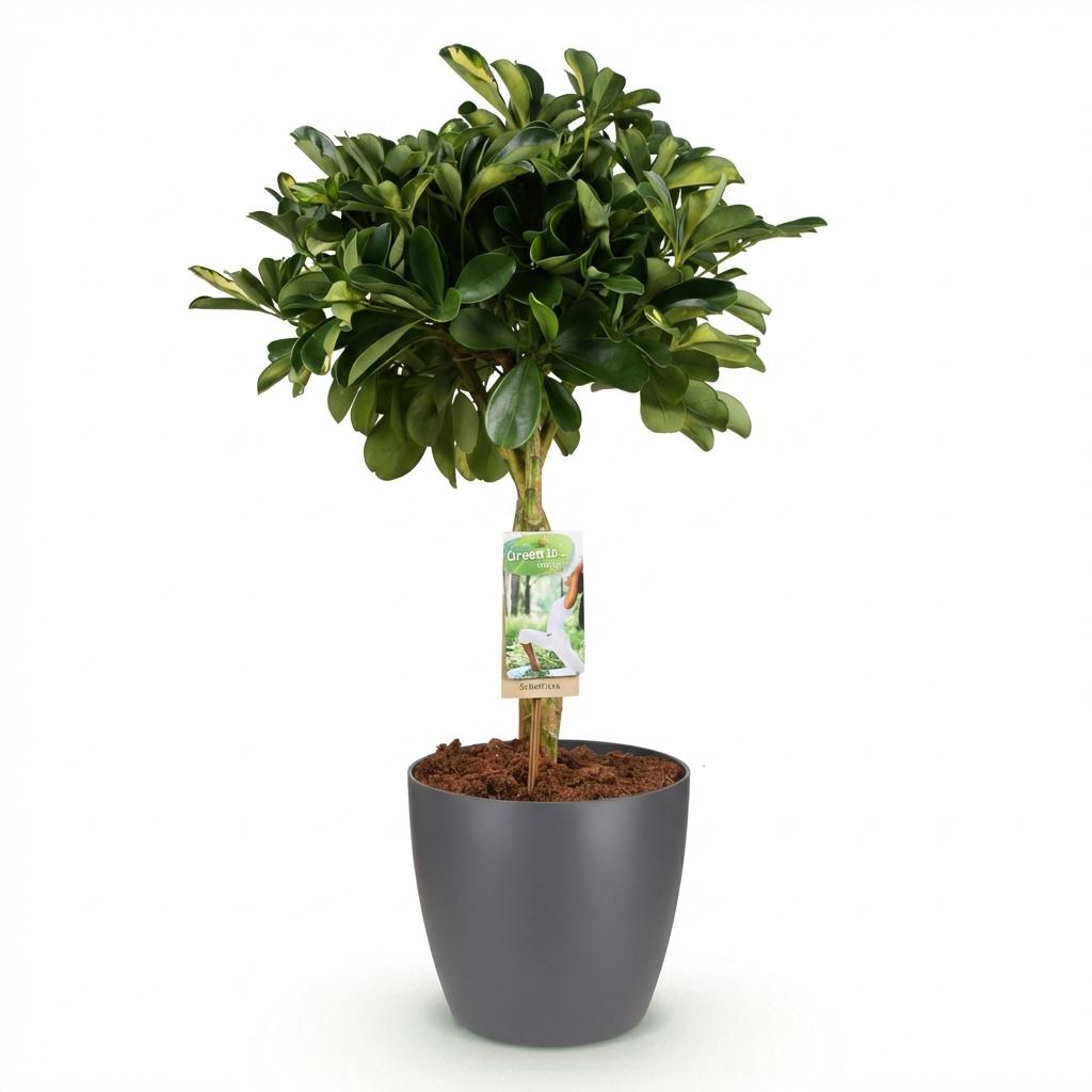 Kamerplanten - Schefflera Gold Capelle - Vingerboom - Weinig onderhoud - Groen - goud - 1 Plant - met Potter Grijs - Pot 21cm - Hoogte 70-80cm