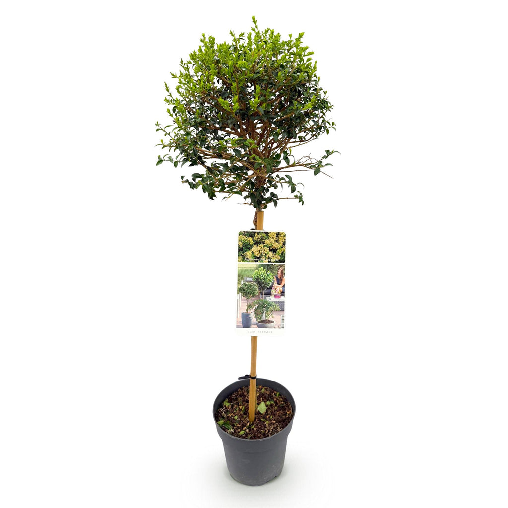 Plant op Stam - Ligustrum delavayanum - Terras Plant - Bladhoudend - Winterhard - Groen Blad - Pot 19cm Hoogte 90cm
